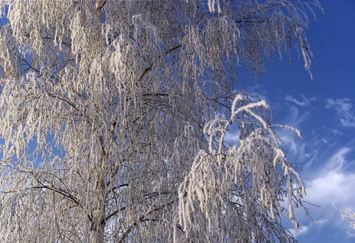 Birch 02