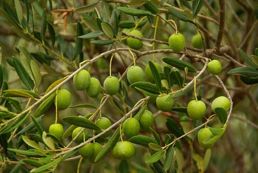 Olive 27