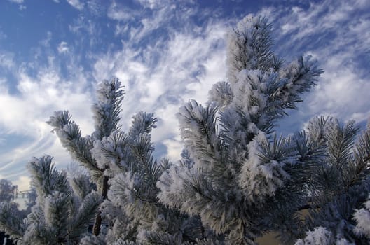 Pine 01