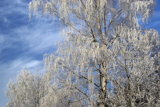 Birch 15