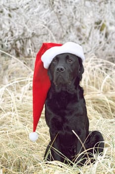 Is Christmas over yet?