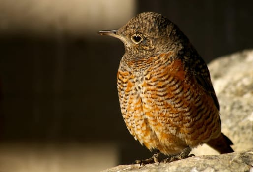 Dunnock
