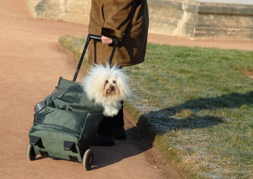 Dog walk