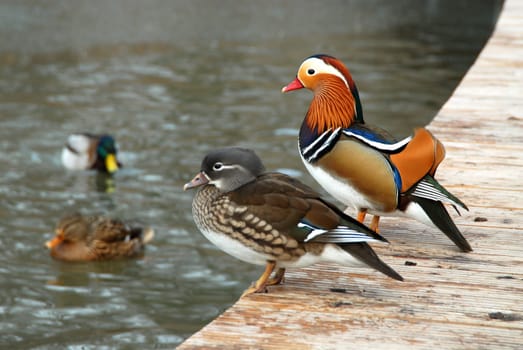 Duck on the Abyss
