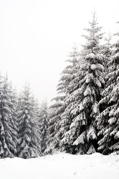 snowy