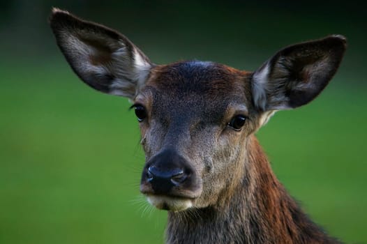 Bambi