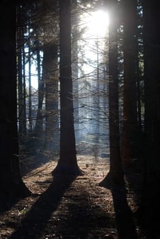 Sunlight