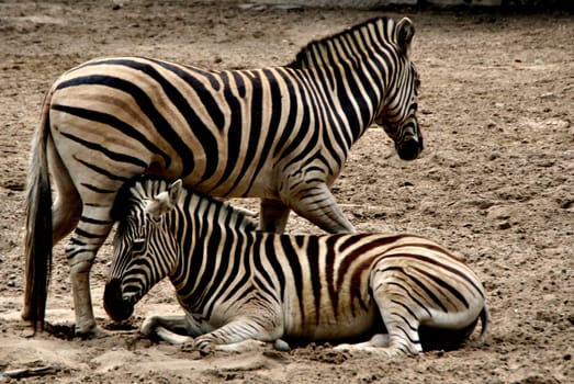 Steppe zebras