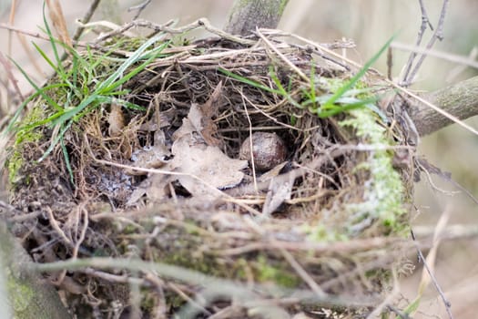 Nest