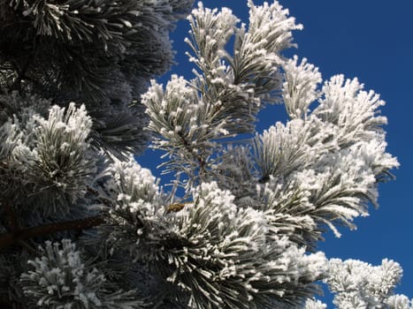 Fir branch