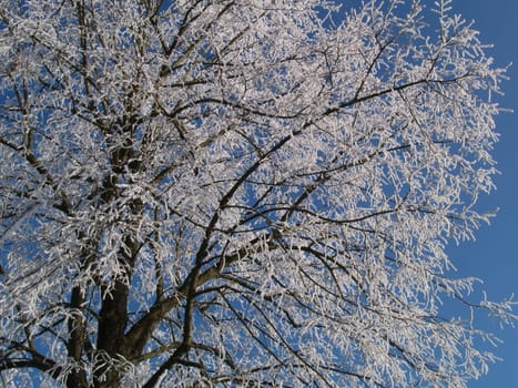 Tree with hoarfrost