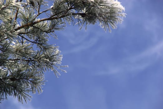 Pine 21
