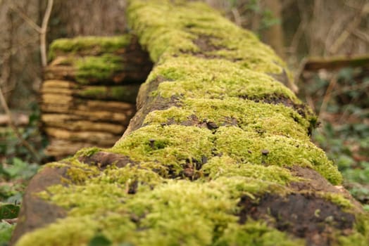 Moss growth