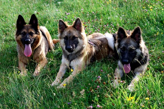 DogsFamily