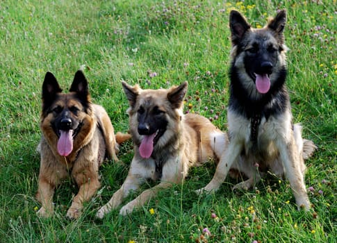 DogsFamily