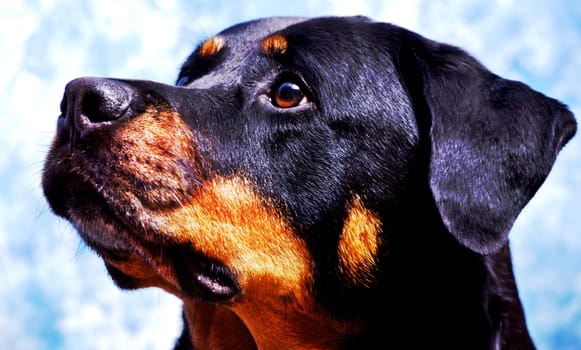 When God measures a dog,He puts a ribbon around the heart instead of the head.