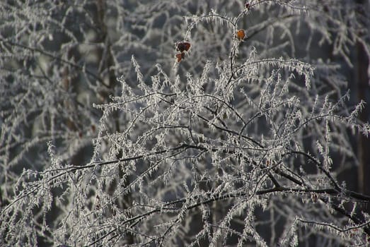 Birch 16