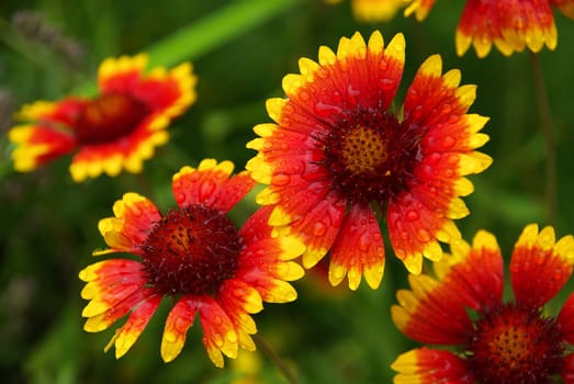 Cockade Flower 01