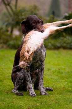 German wirehaired dog with rabbit