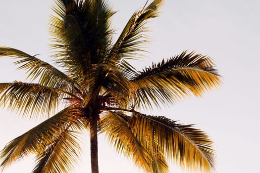 Palm tree in the sun