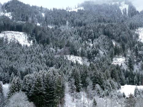 Winter Forest