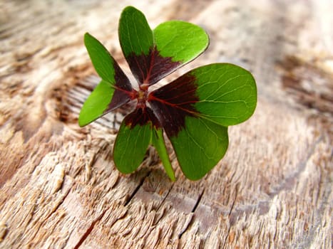 Lucky Clover