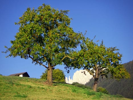 Apple blossom