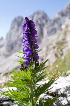 Monkshood