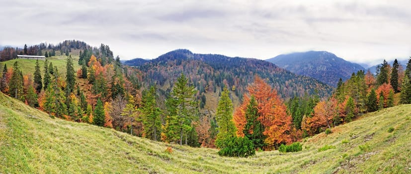 Autumn mountain forest