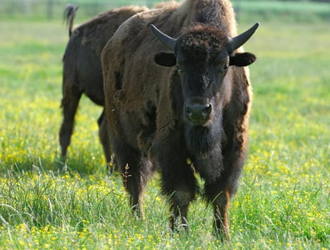 Buffalo