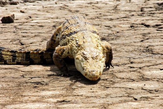 Nile Crocodile