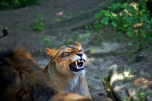 Angry Lady