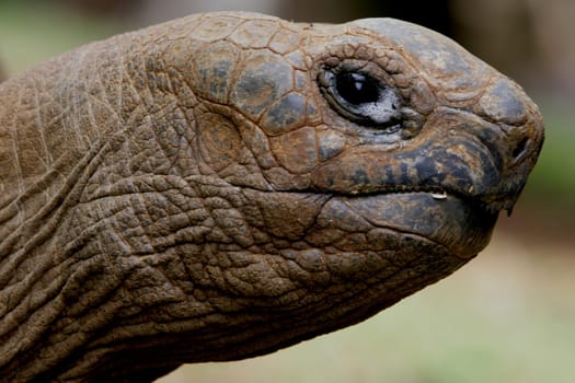 Head of a turtle