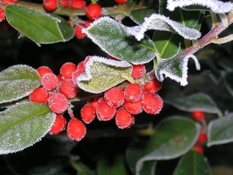 Holly