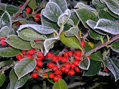 Cold