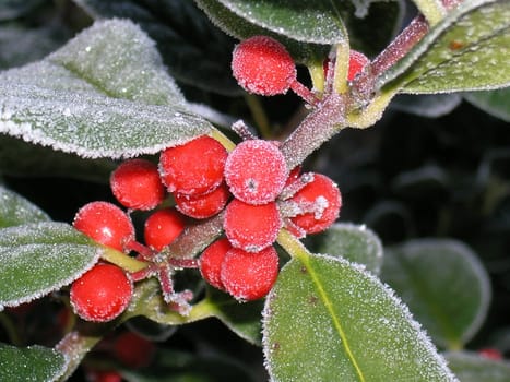 Winter - Fruits