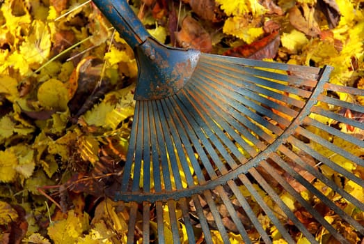 Raking leaves 04