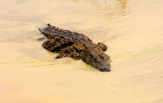 Nile Crocodile
