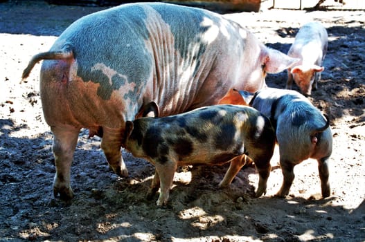 I thought pigs fit very well at the moment,when I think of the huge mess in the current more than questionable politics...  LG Andi