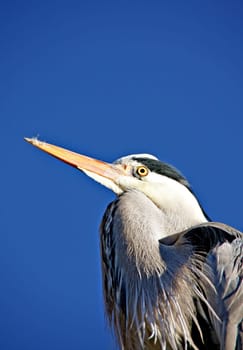 Heron