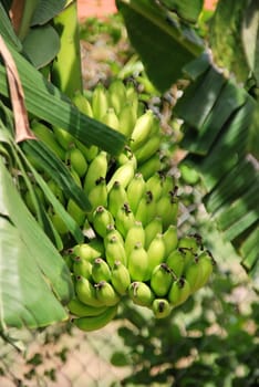 Bananas