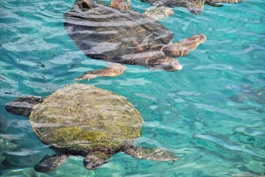 Turtle