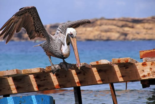 Dry flight