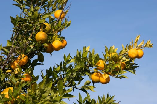Orange plantation