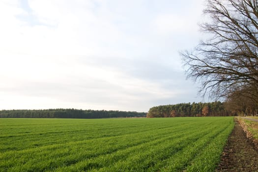 Winter Field