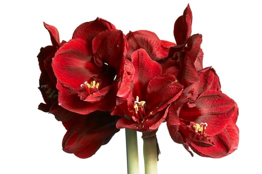 Eight amaryllis flowers