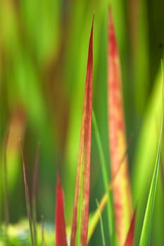 Blood grass in spring