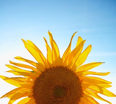Sunflower Rise