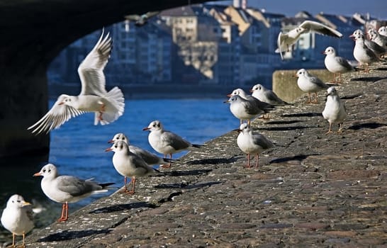 Mövenriviera on the Rhine