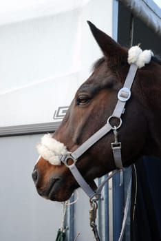 Horse's head